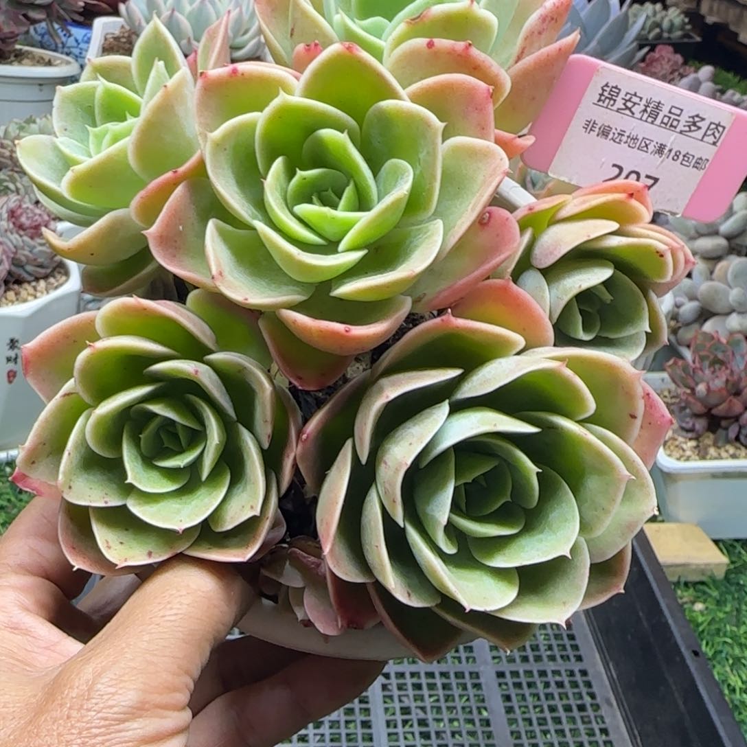 锦安精品多肉植物207