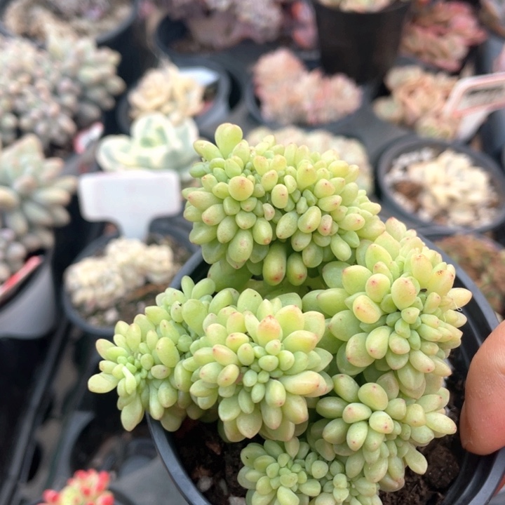 香格里拉缀255555555