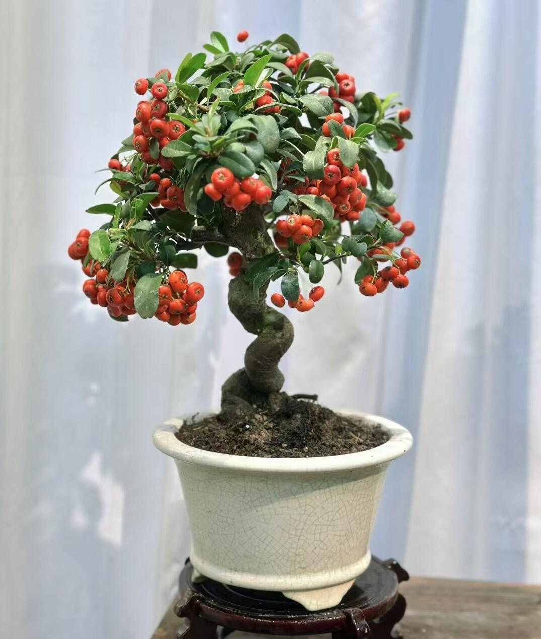 直播间盆景付米链接精品（寄养请联系黄车客服）