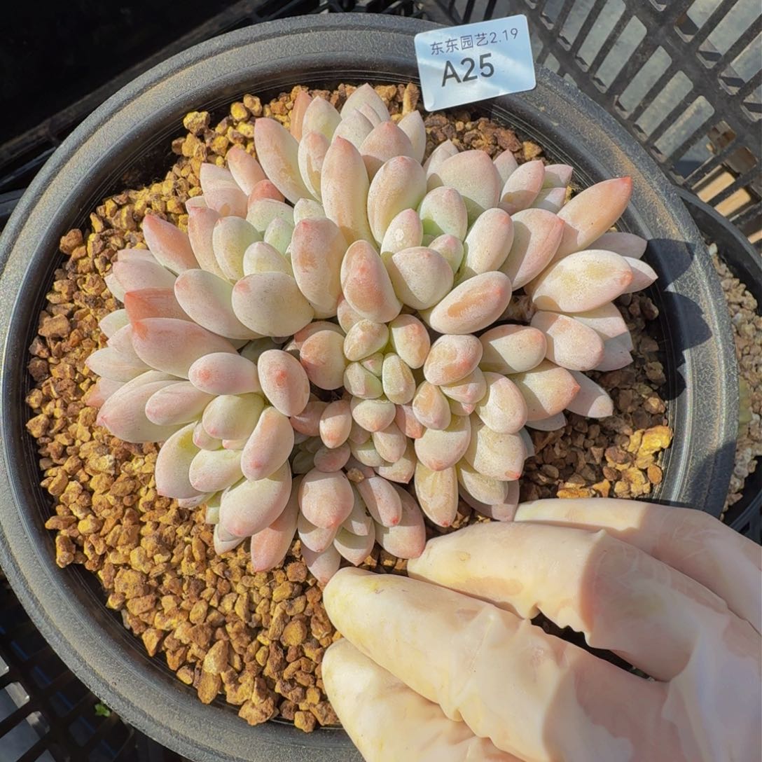 a a a a a a a a a a a a 25