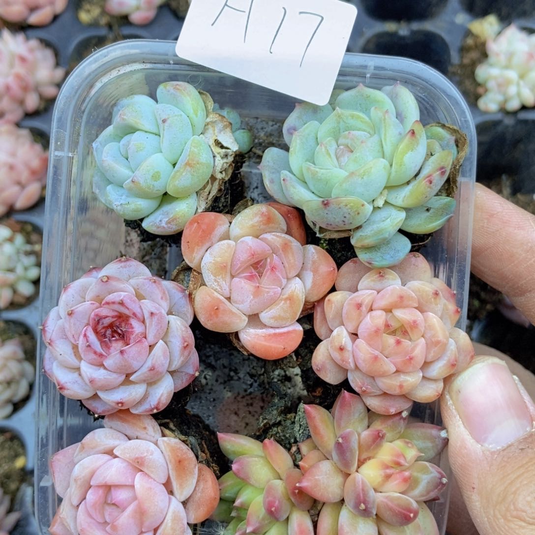 春泥家框拍链接H17