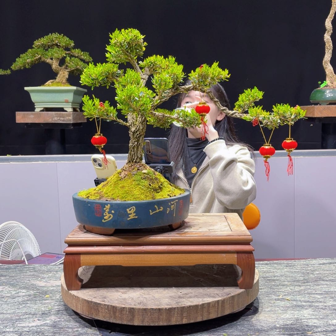 四季常青老桩黄杨盆景