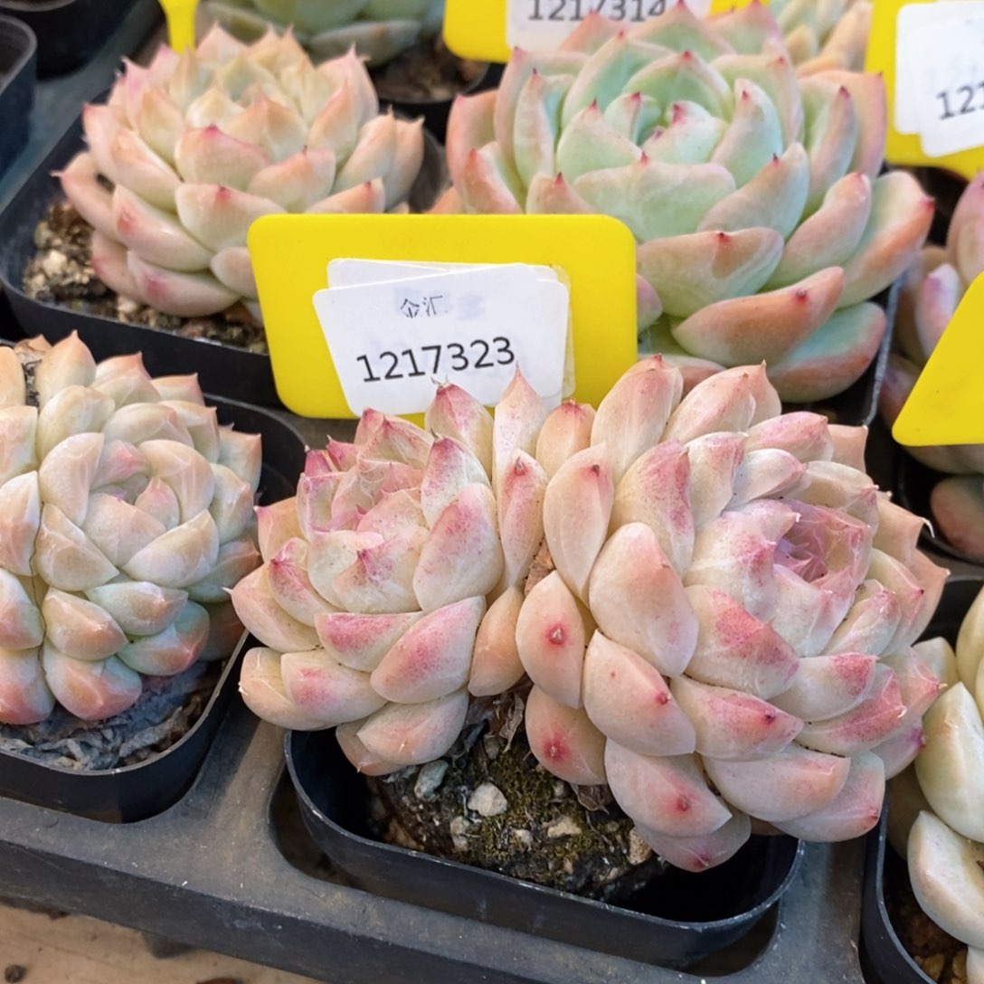 福利多多。1217323