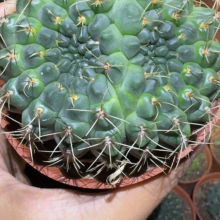 小***布无花朵菲花玉哈哈哈哈哈哈哈
