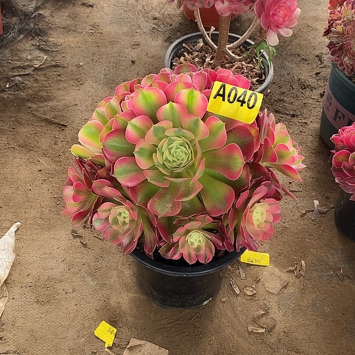 香妃不周正多肉法师040