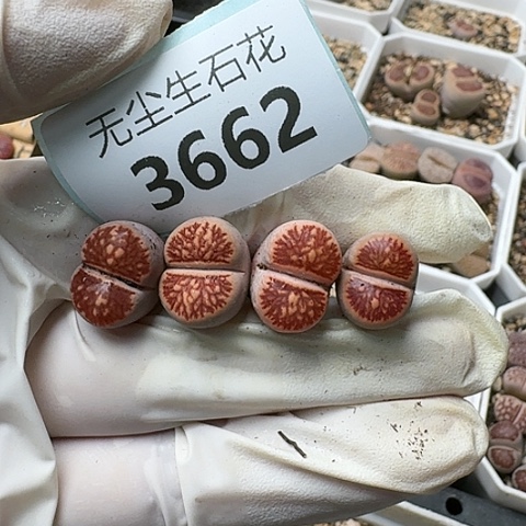 安****73662，菊红窗菊花纹脱土发货