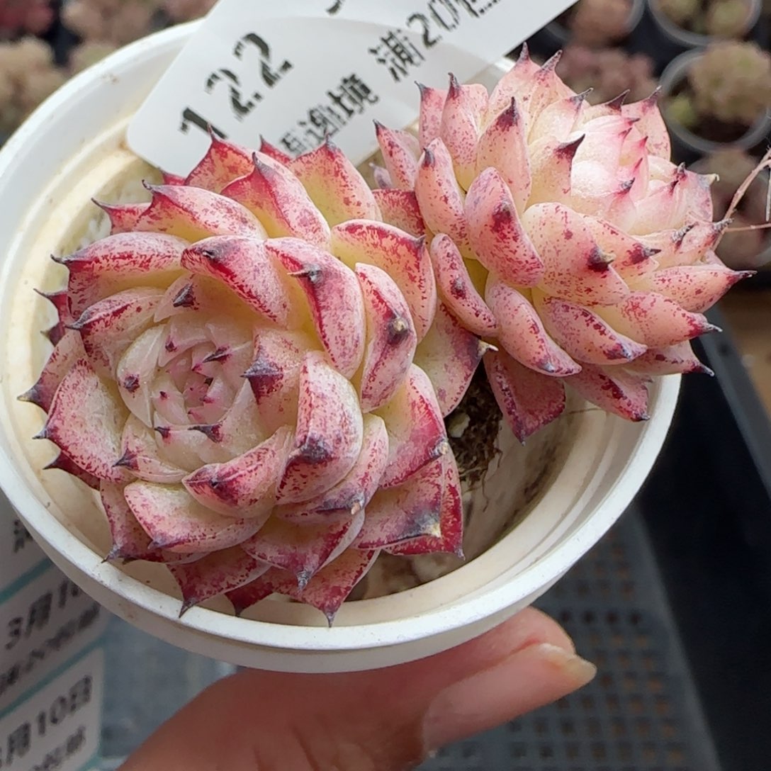 花语逸镜0310-122