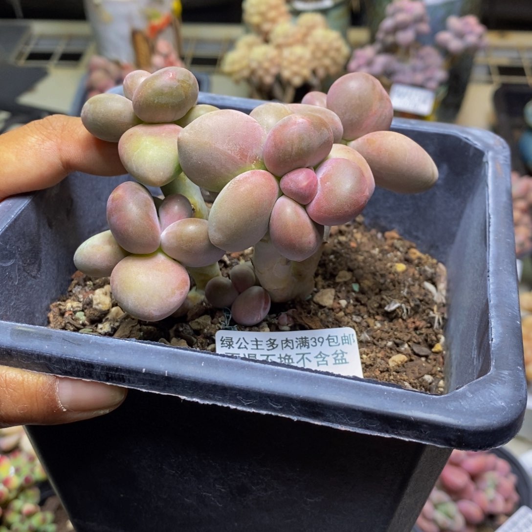 170芒果奶二代多肉7cm