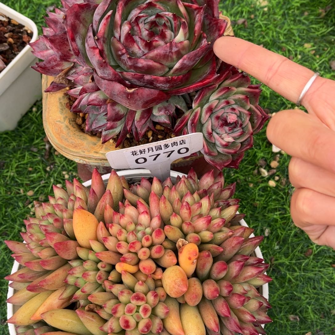 北***方0770、0769寄养满30包邮