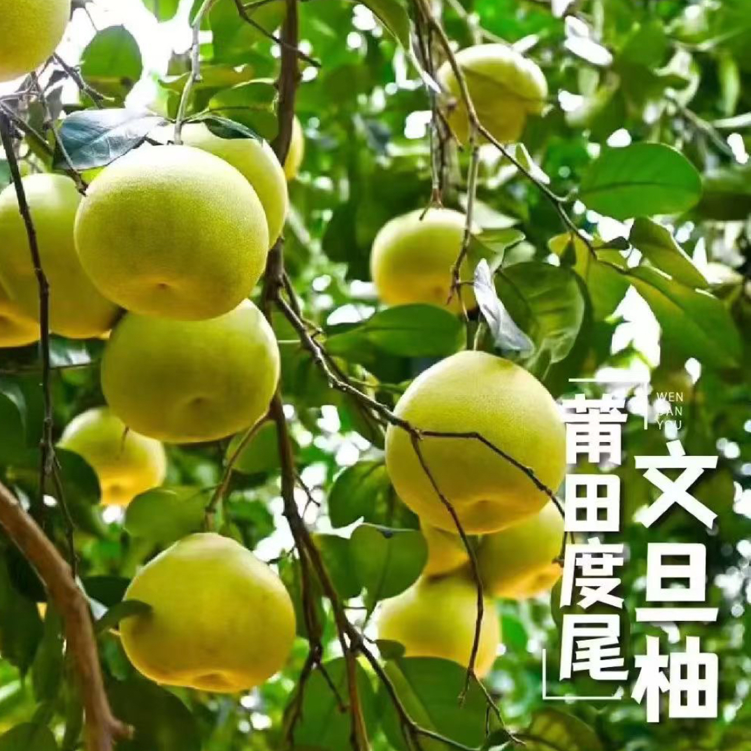 福建仙游度尾正宗老树红心文旦柚当季新鲜时令水果（精品果）
