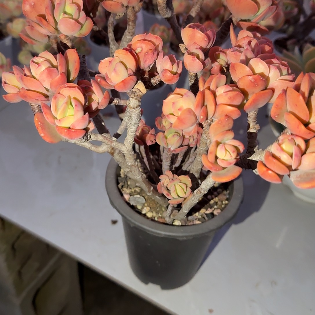 半***凉克莉丝汀多肉植物一颗