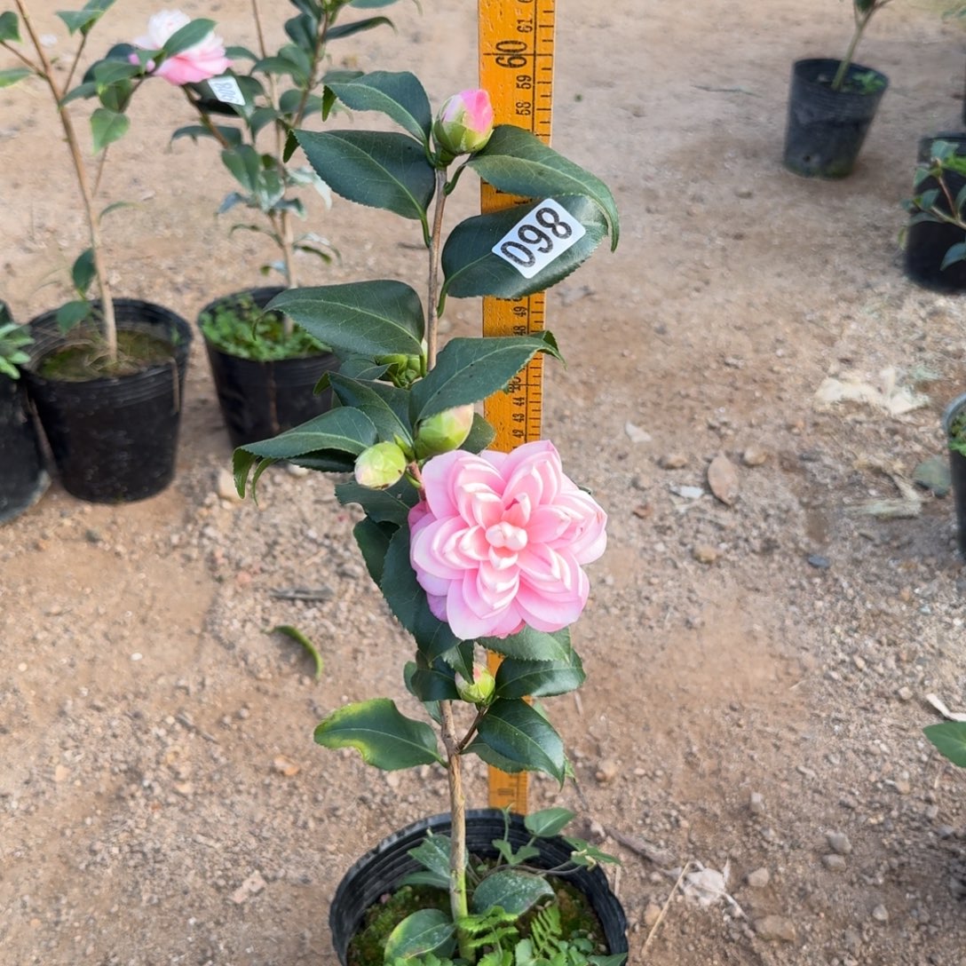 少量花朵（建议范围：2朵-5朵 或40%以下）860津川娇