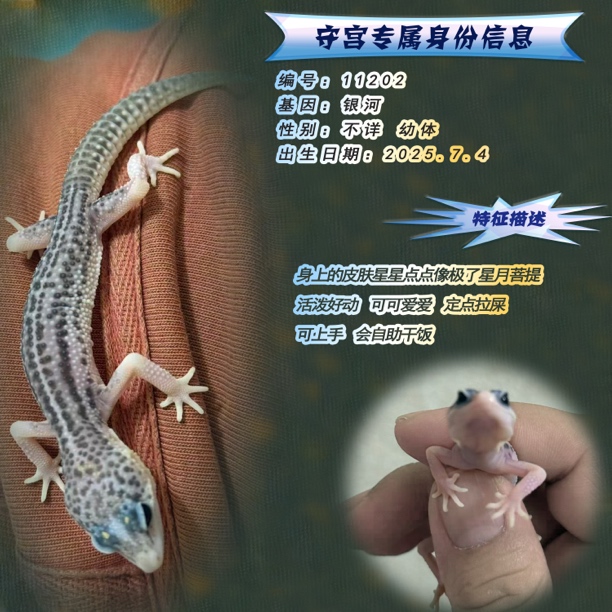 新手入门首选温柔上手的豹纹守宫活体爬宠