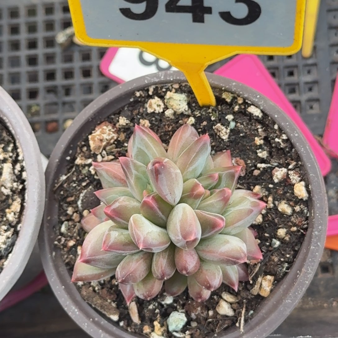 多肉植物彩体美人943