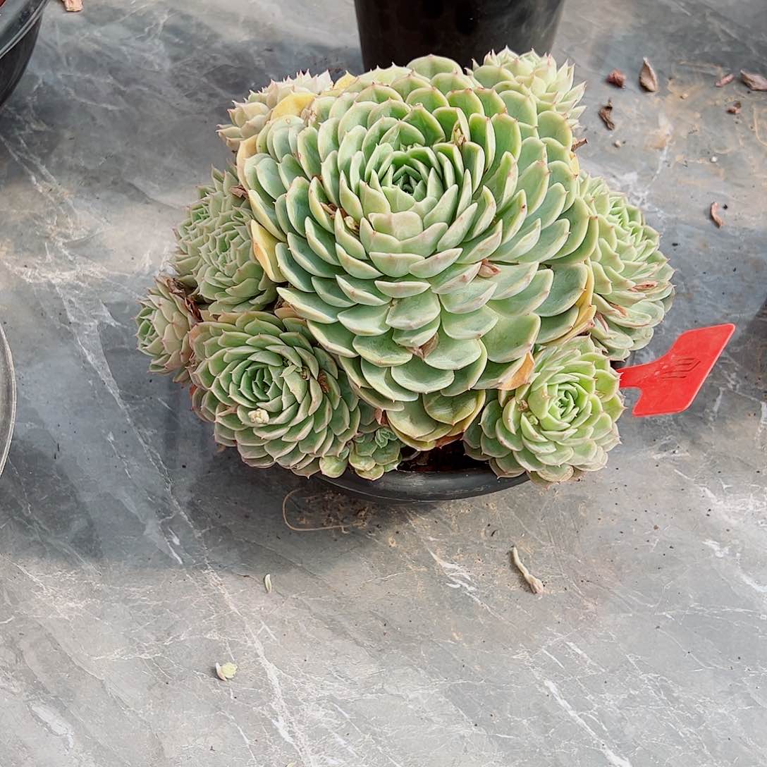 大*睛1171昂斯诺多肉植物