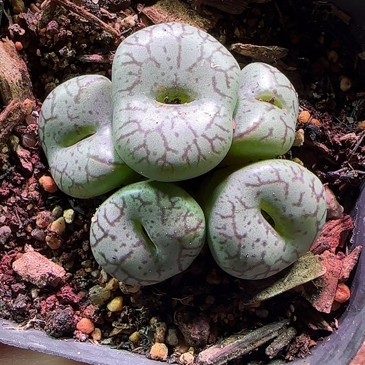 猴脸青姬。         791