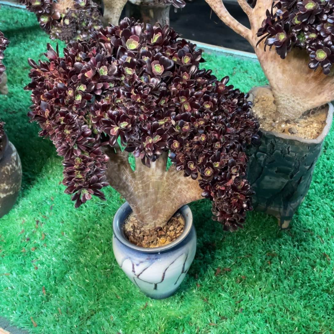 欧子朵缀脱土发货