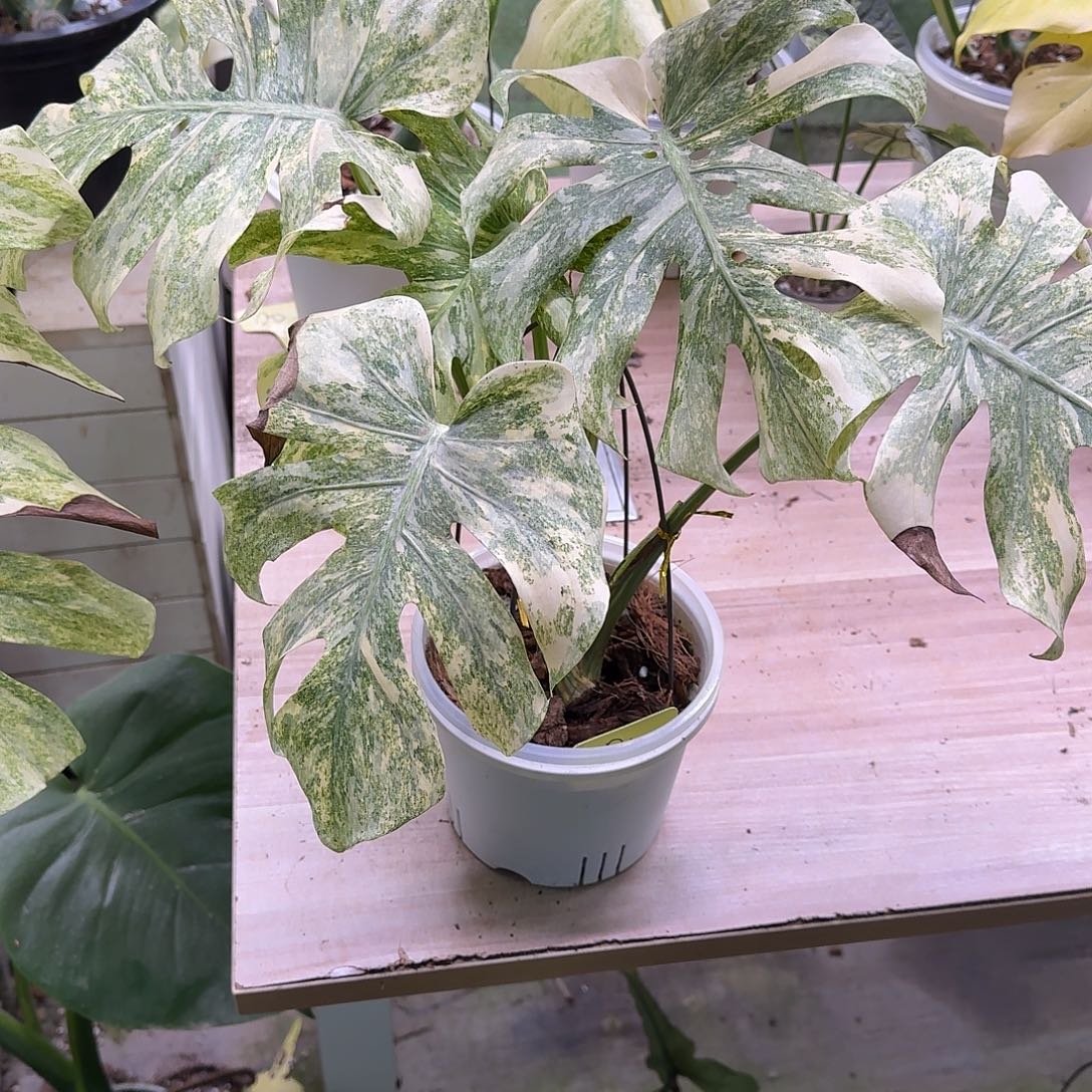 无花朵白遗迹顶芽多叶随便挑