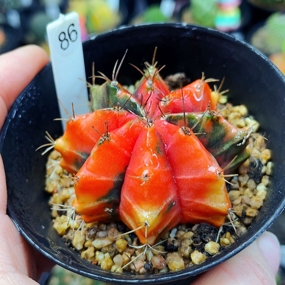 彩带非偏远地区满25包邮仙人球