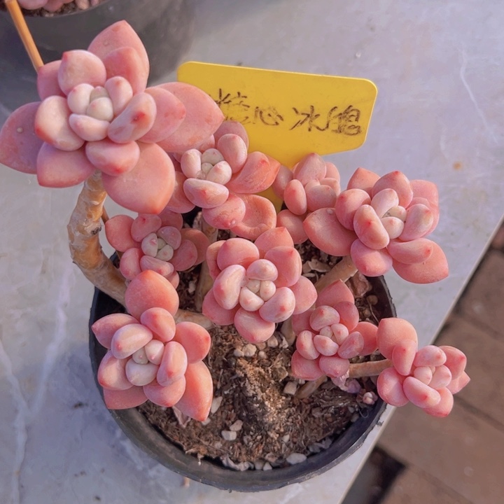 健健康康平平安安