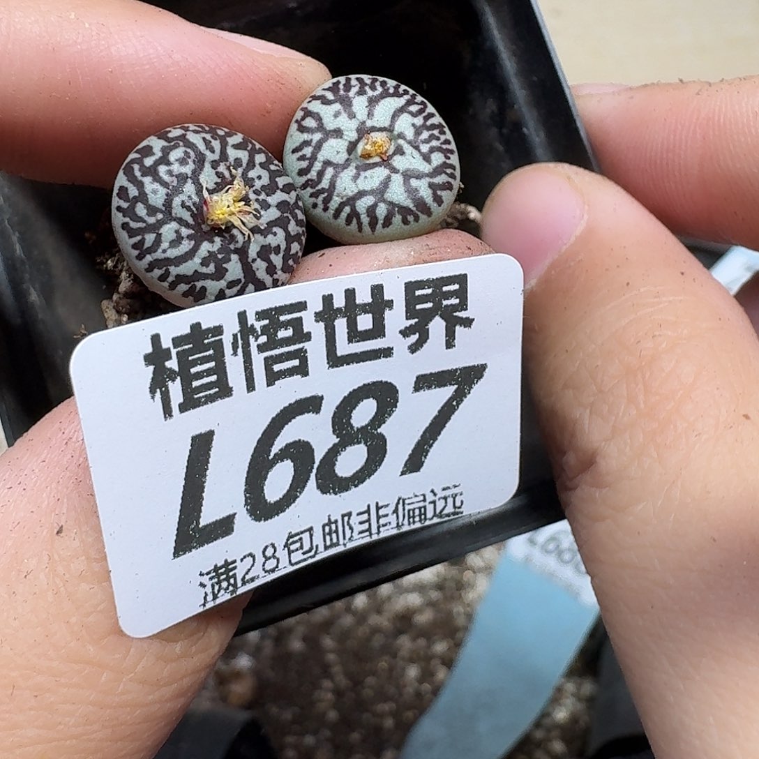 的植物多的植物的追求