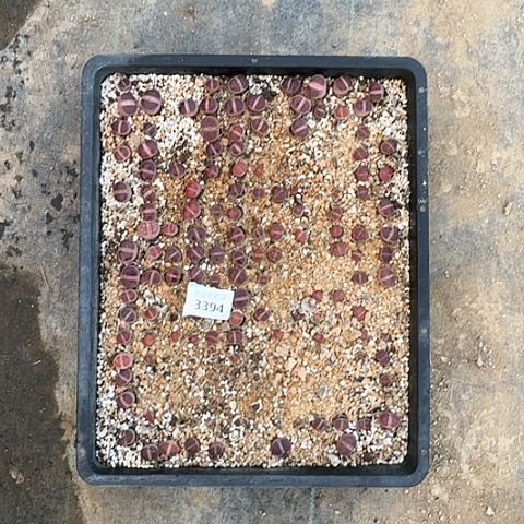 ?****33394，KO日轮带盆土发货