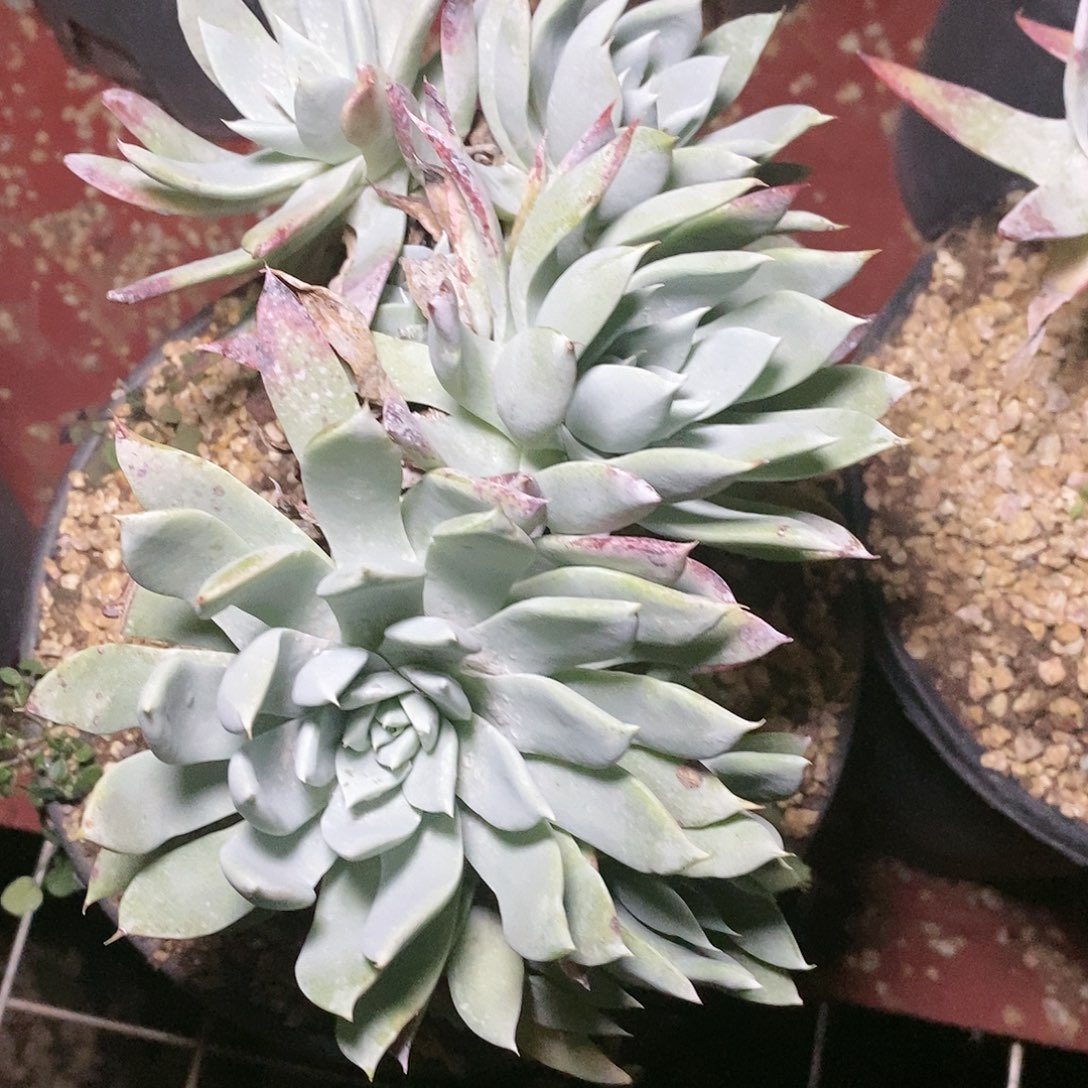 【闪购商品】哈哈哈哈坎蒂丝雪山多肉1443