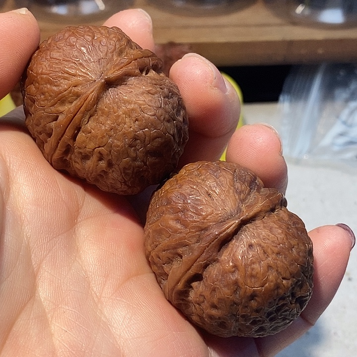 把件文玩核桃7666666666