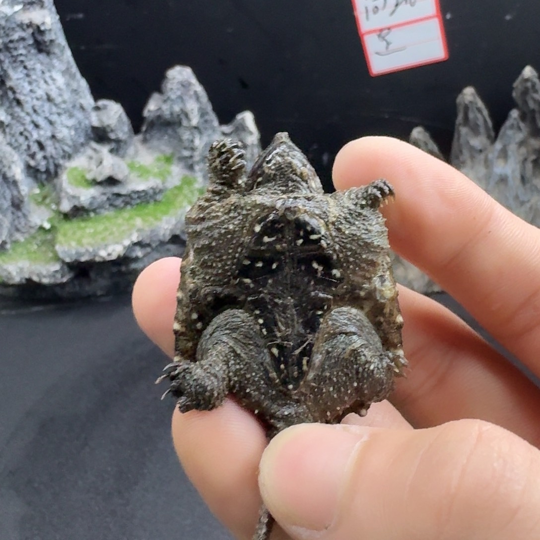 绿毛龟母纯佛小黑