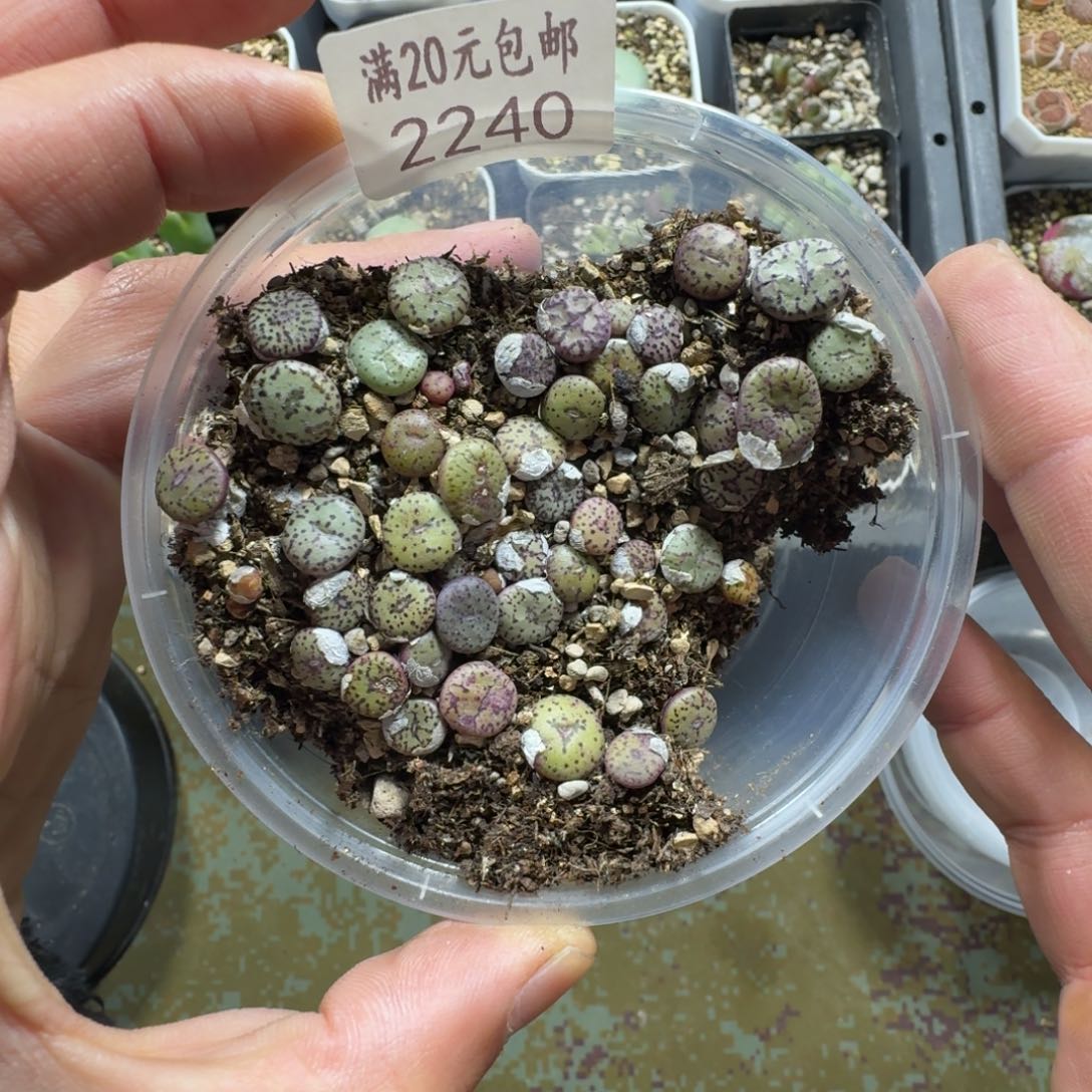 2240。安贞一大盒