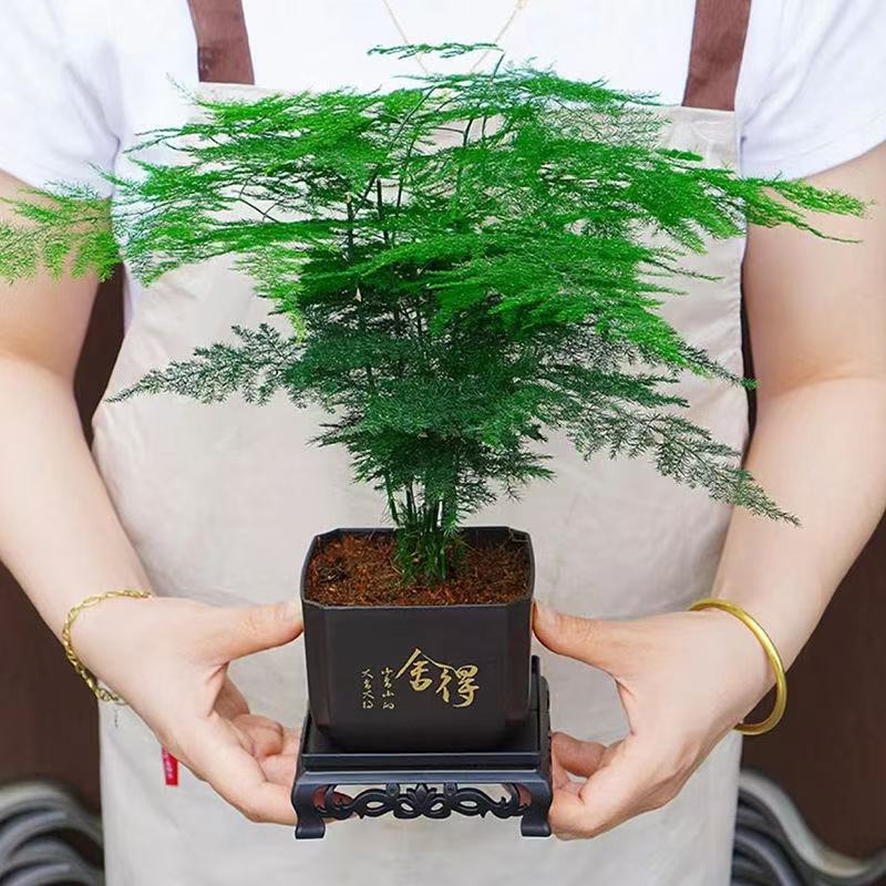 文竹盆栽植物室内净化空气办公室绿植花卉盆栽盆景四季常青小盆栽