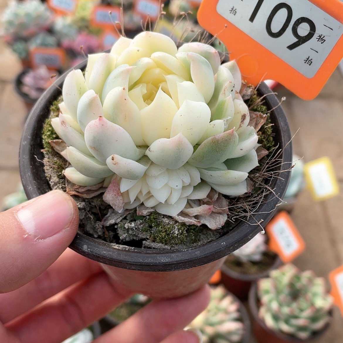 【闪购商品】109号