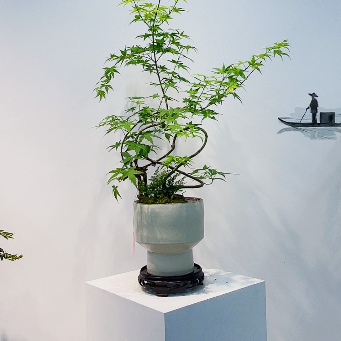 高端绿植一物一拍