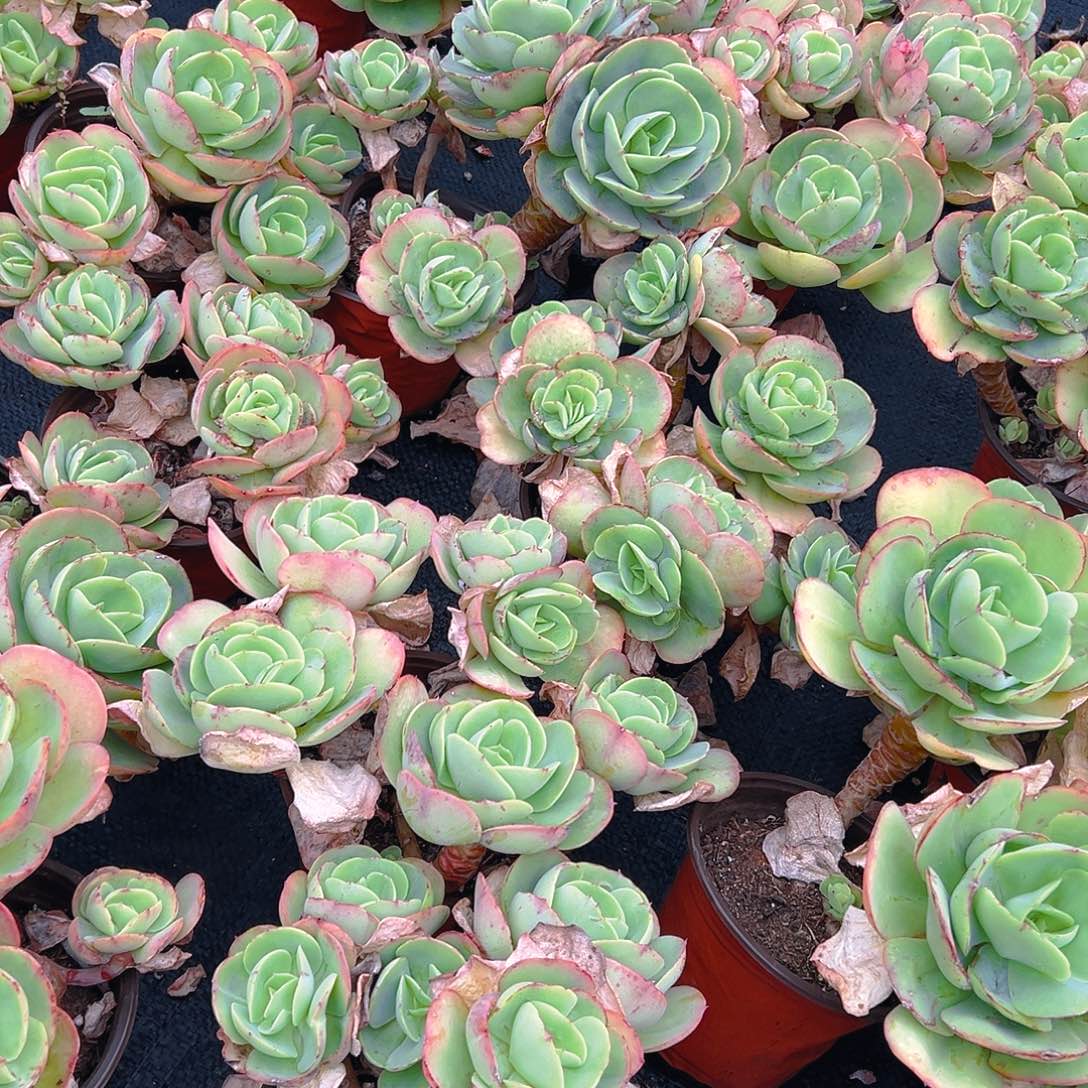 碧桃6头起，满18包邮