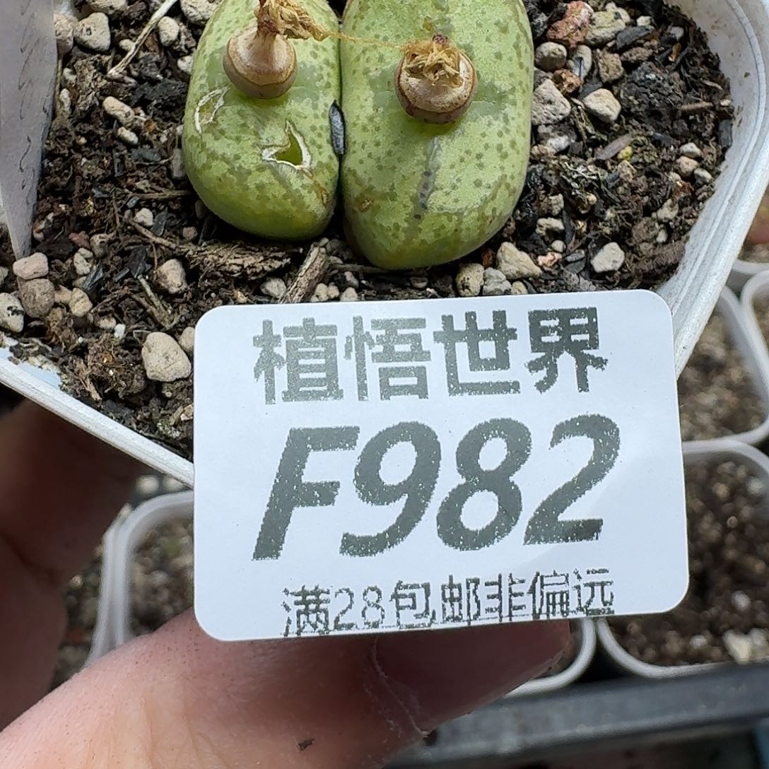 多肉植物的人生fgh