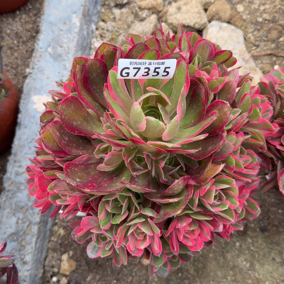 7355妖月多肉植物