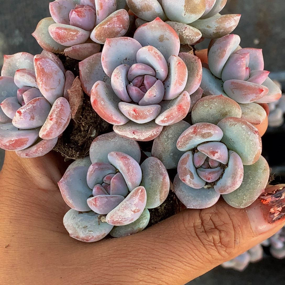 星影小 拍10发11颗 （满9.99包邮不满9.99发叶子）