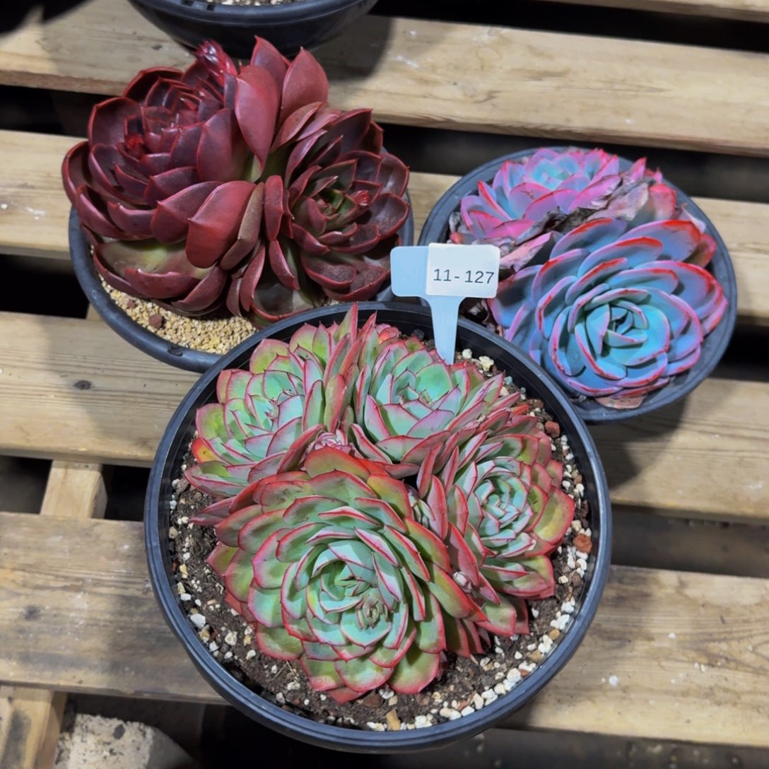 来***来11-127三颗组福利不包损