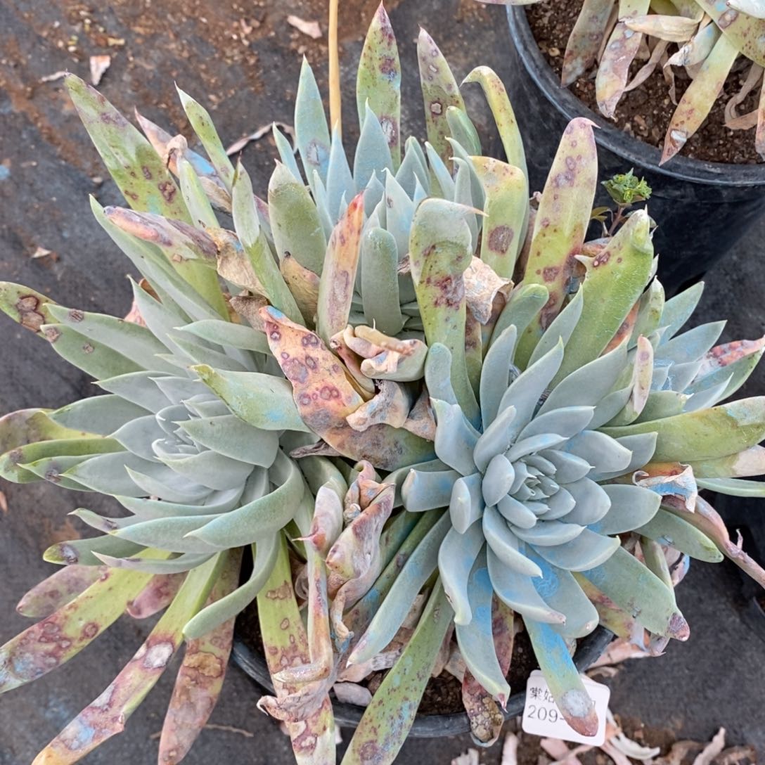 31号苹果叶粗腿子