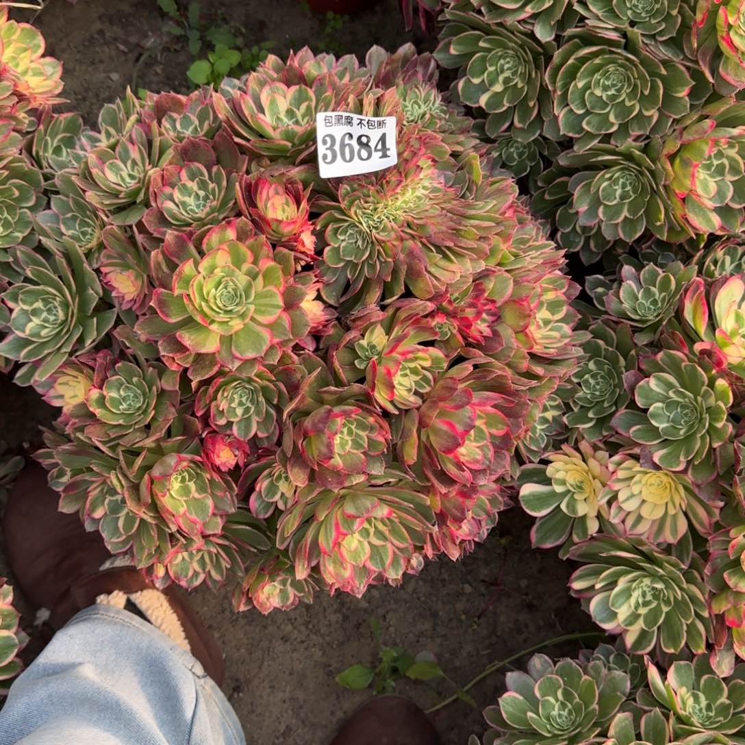 法师法师丘比特16-9 3684