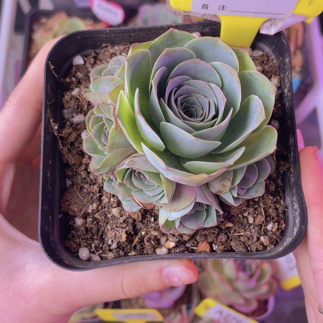 单品一物一拍357号山地玫瑰