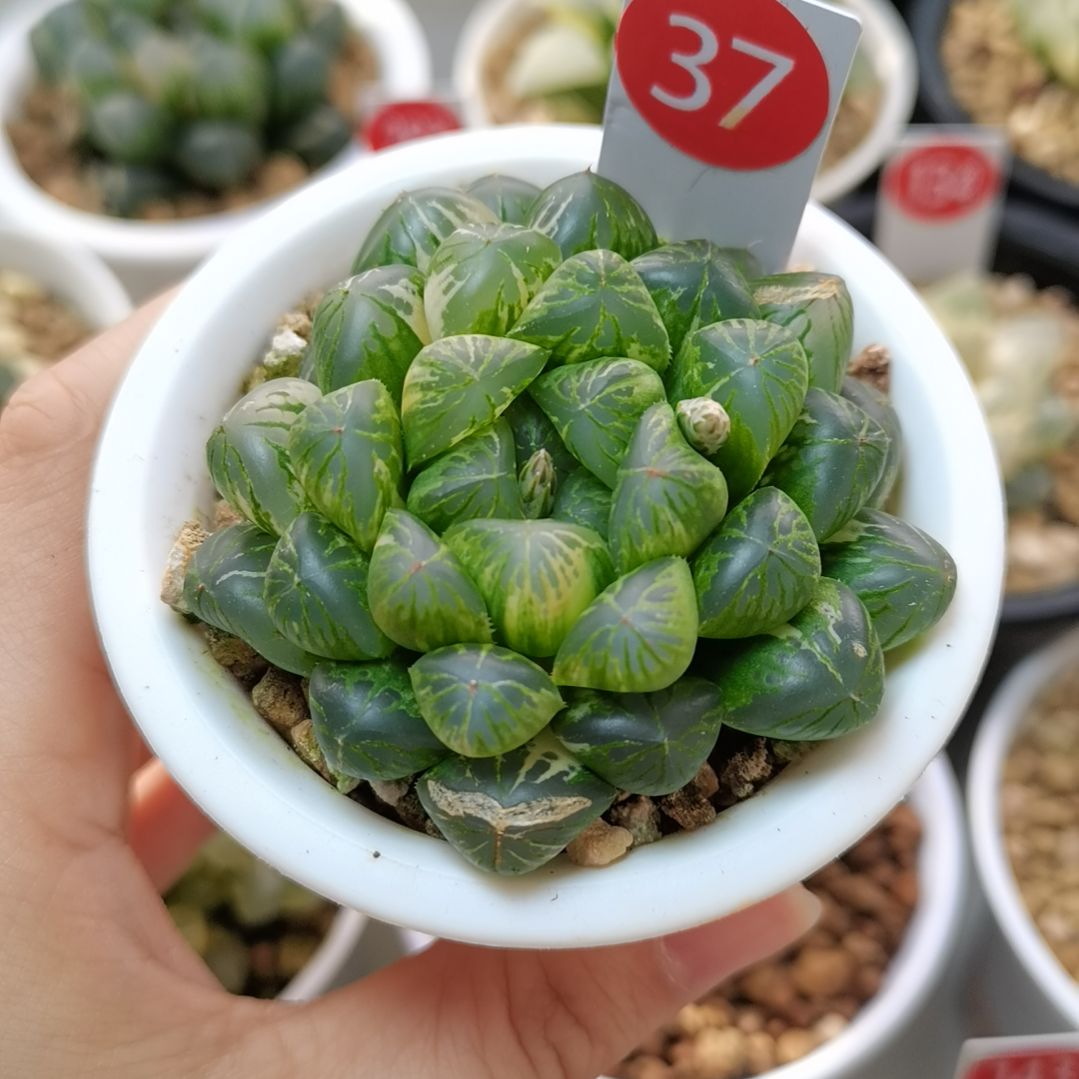 37号塑料皮玉露锦一物一拍带盆土发货