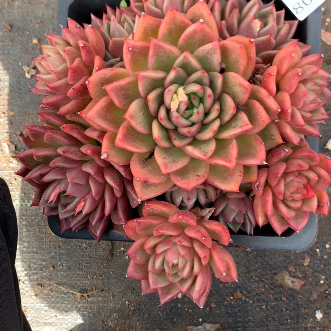 8040杂交多肉老桩