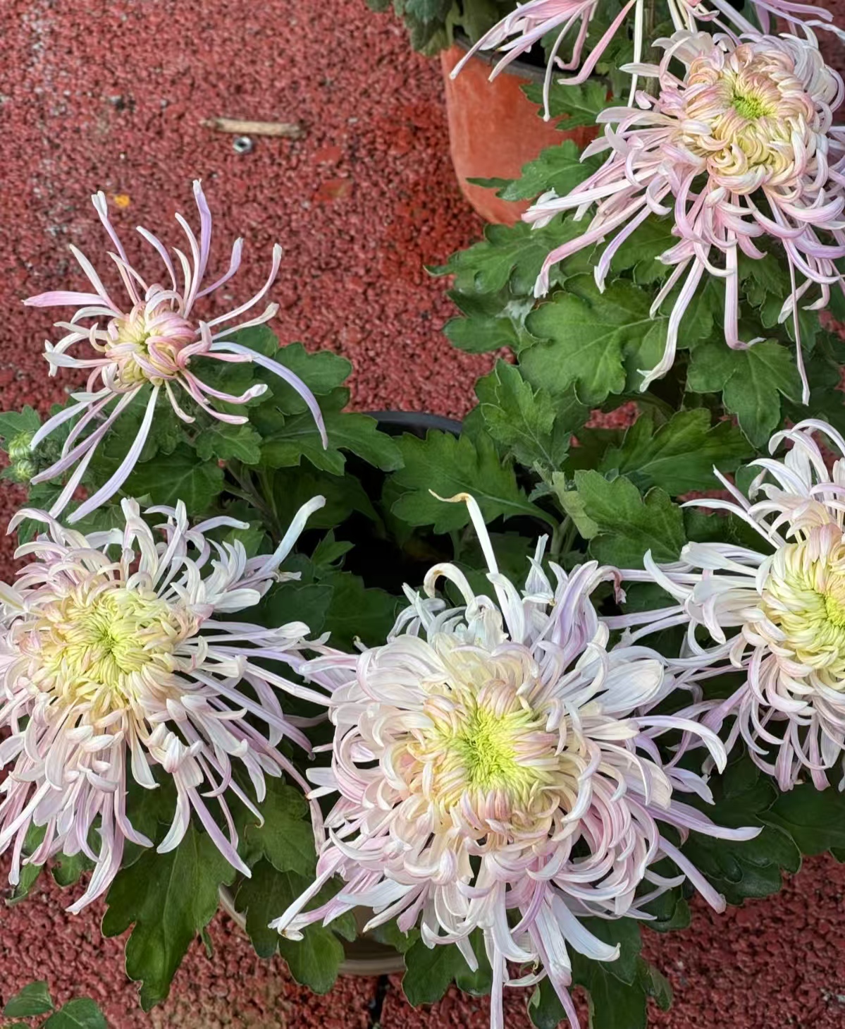 【嫦娥奔月】稀有品种 高端菊花 精挑细选 原盆原土发货