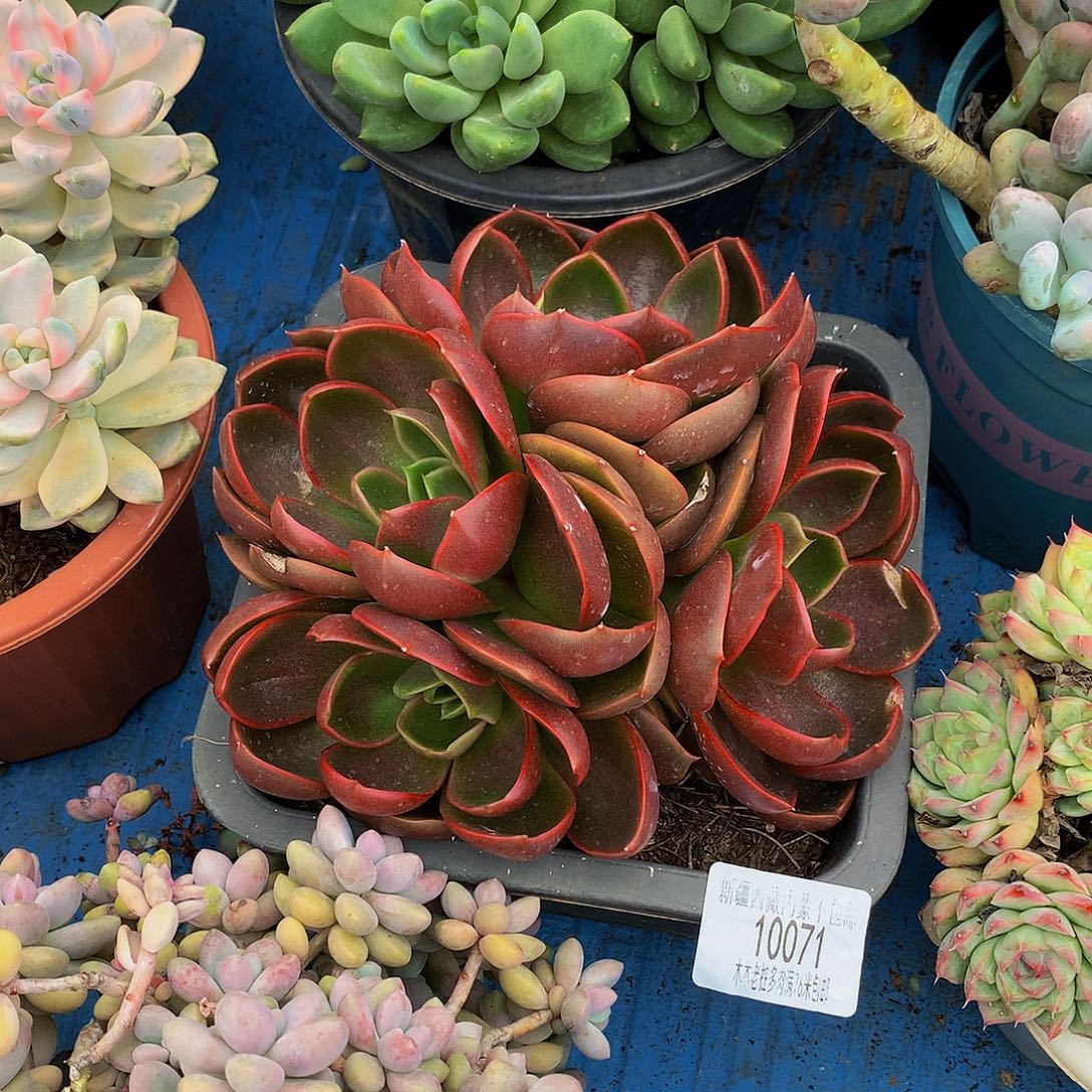 莲***子   红灯多肉10071