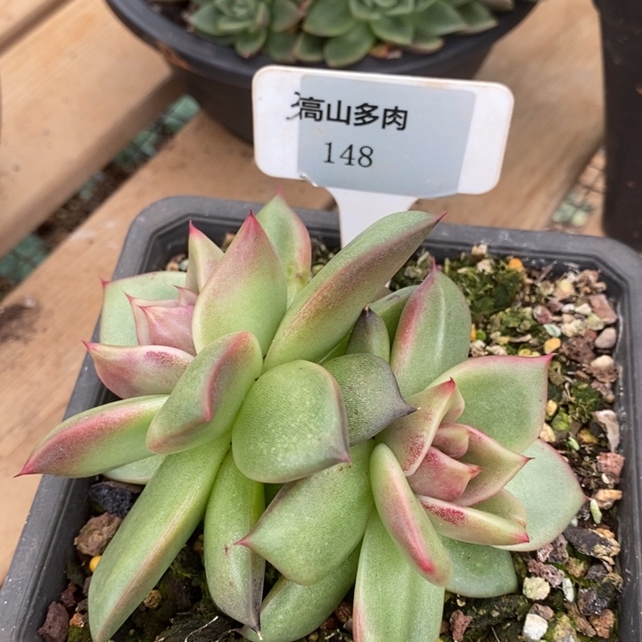 D148- 开播福利 东云双头