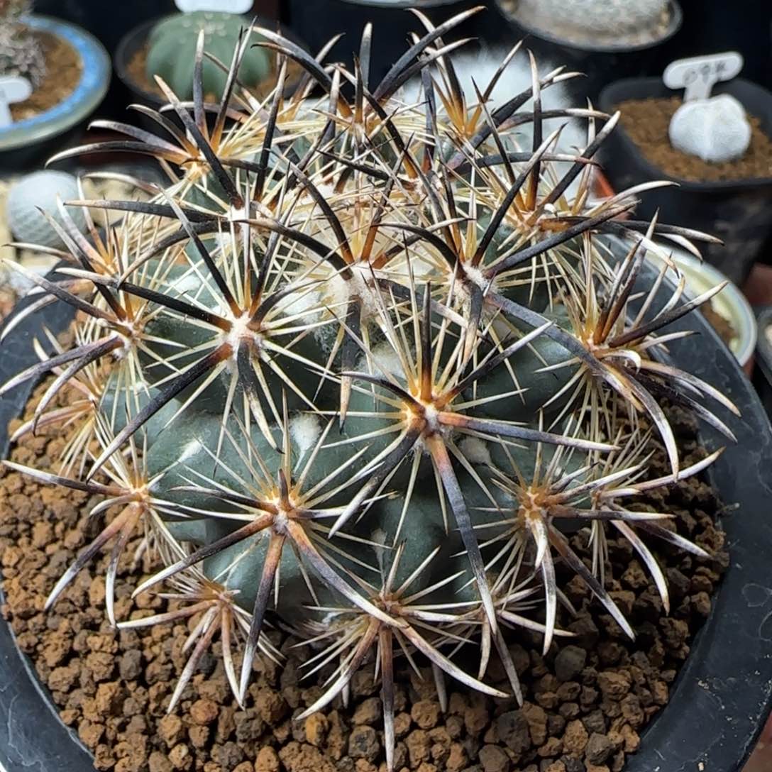 A73自根凤舞多肉