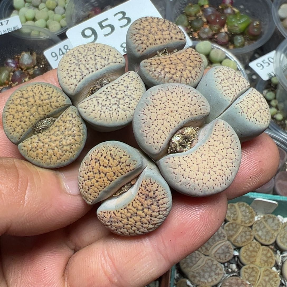 【闪购商品】953。    