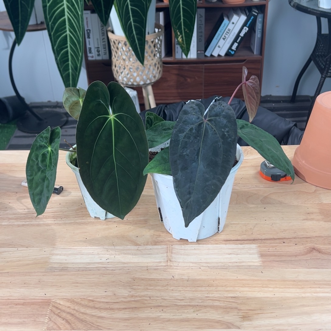 完全开放暗黑巴拿马➕黑桃鸡