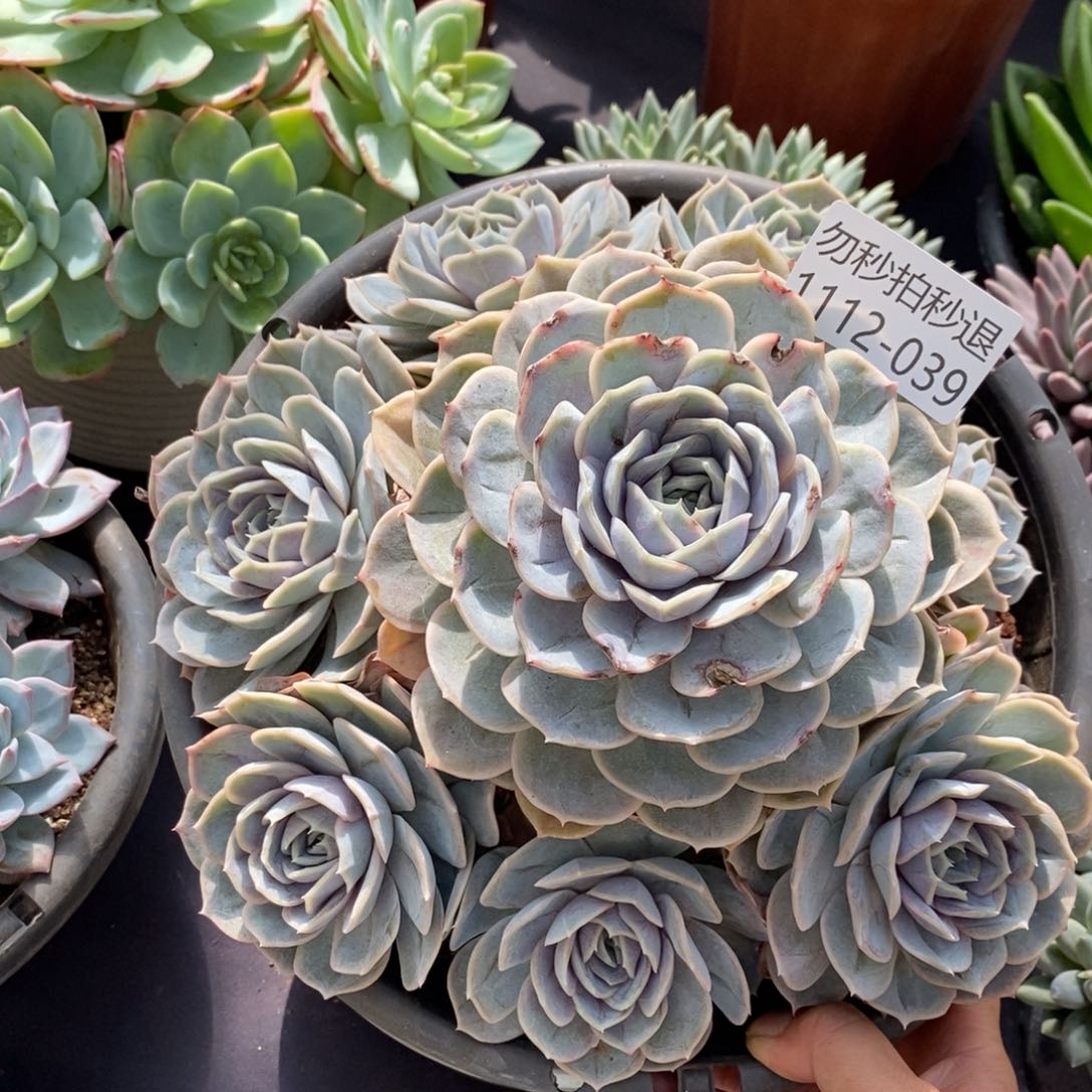 两单包邮1112-39蓝色惊喜